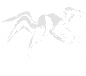 swallows_wbg